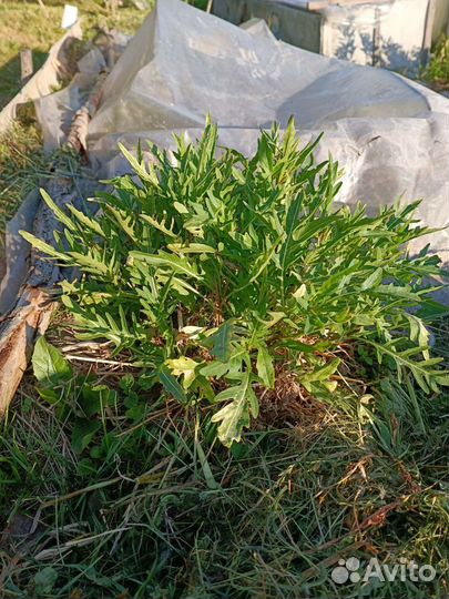 Мята, рукола, слизун