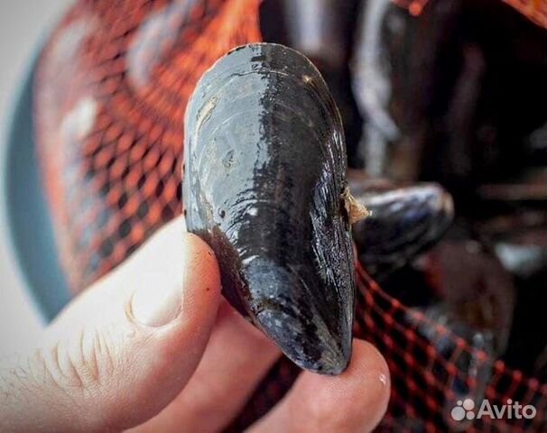 Мидии живые черноморские Ракфорт