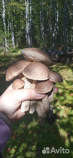 Грибы сухие