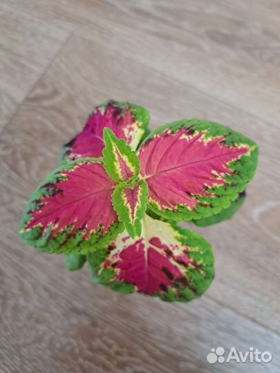 Колеусы и хосты