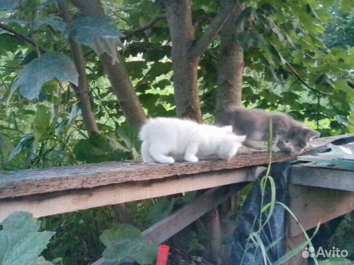 Котята в добрые руки