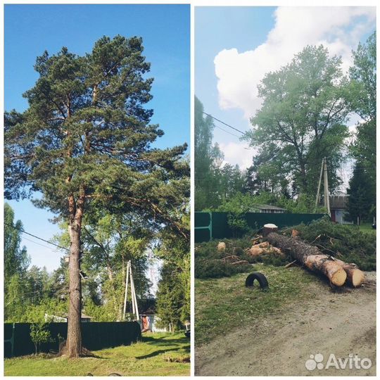 Спил деревьев, уборка участка
