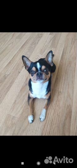 Вязка чихуахуа кобель