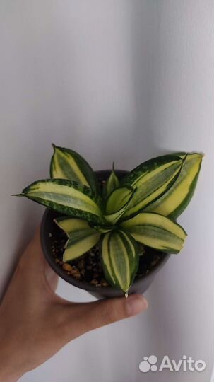 Сансевиерия Ханни фаворит