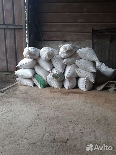 Зерно пшеница ячмень