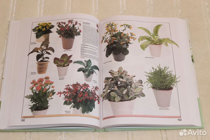 Новые красочные энциклопедии по цветоводству