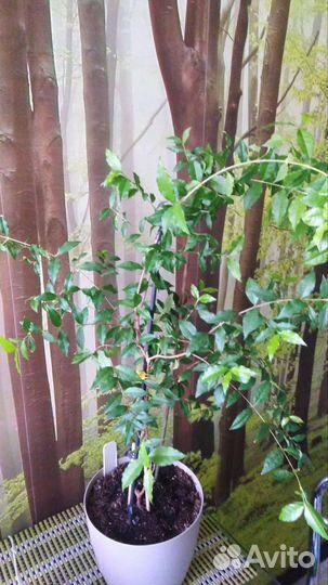 Мальпигия глабра Вишня