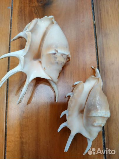 Ракушки пара