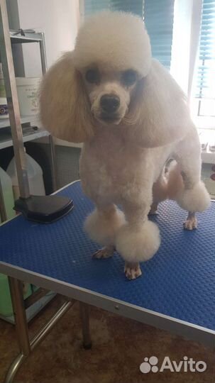 Стрижка собак и кошек