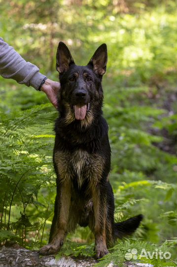 Подрощенный щенок немецкой овчарки
