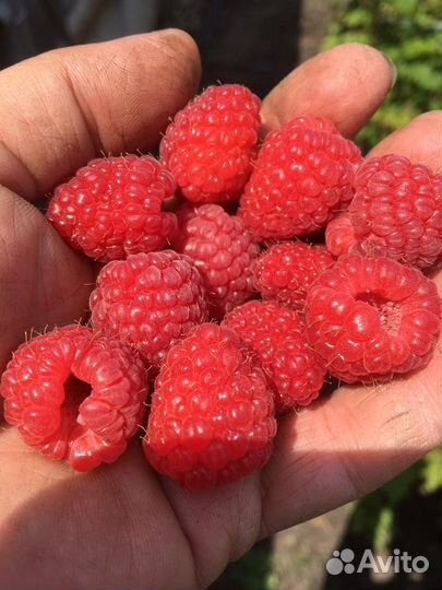 Саженцы супермалины