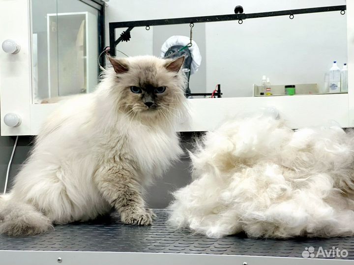 Груминг кошек стрижка кошек
