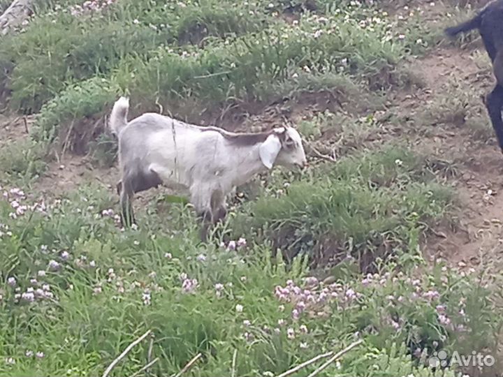 Козы козлята козлы