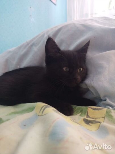 Кошки в добрые руки бесплатно