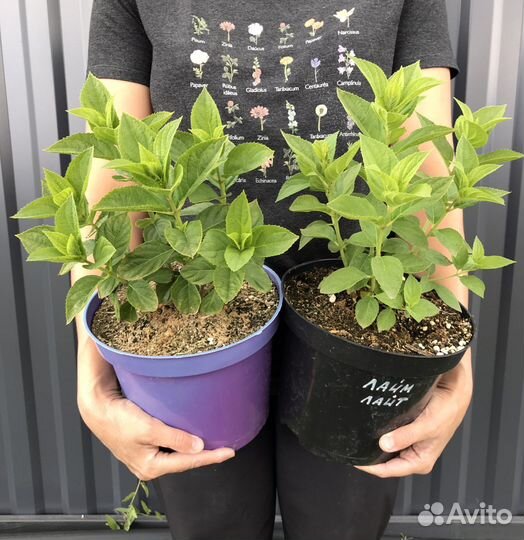 Гортензия метельчатая “Лаймлайт”