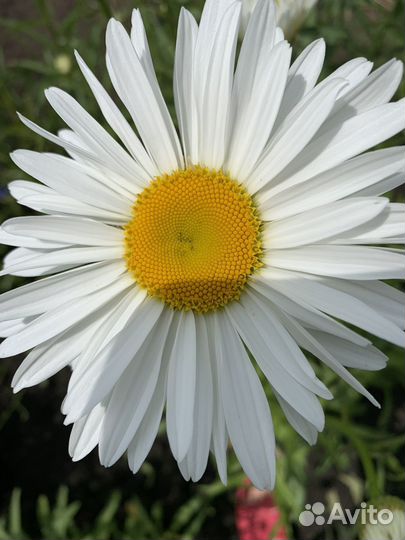 Ромашка срез