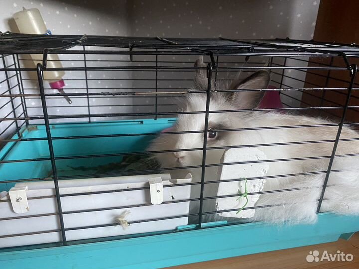 Кролик