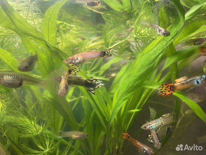 Рыбки гуппи