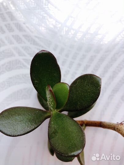 Крассула толстянка бесплатно