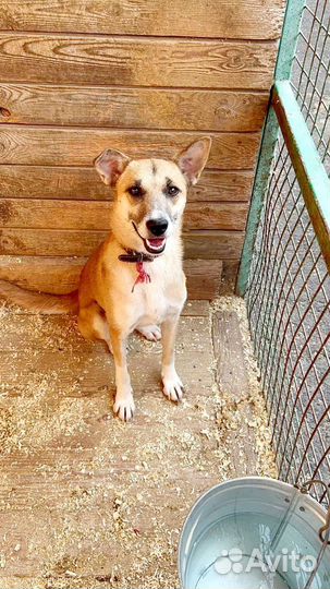 Собака из приюта