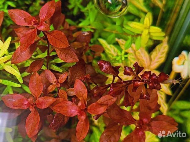 Людвигия супер ред