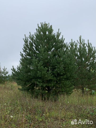 Ель сосна береза липа клен саженцы крупномер зкс