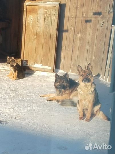 Собака немецкая овчарка
