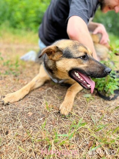 Собака в добрые руки отдам бесплатно щенок