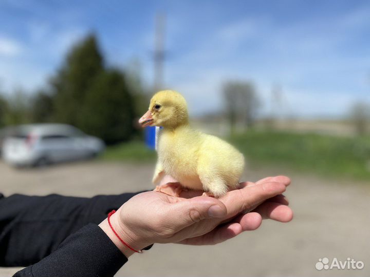 Гусята породы Линда