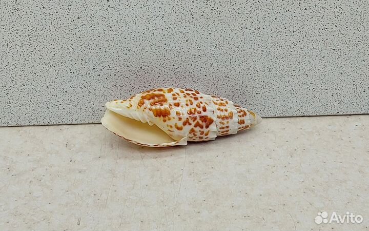 Митра Папалис 6,90 морская ракушка раковина