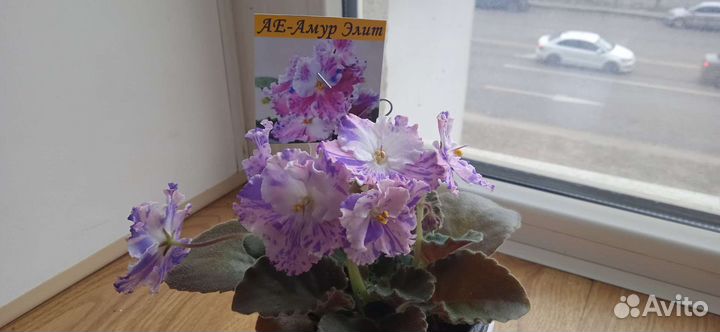 Фиалки (листы с детками)