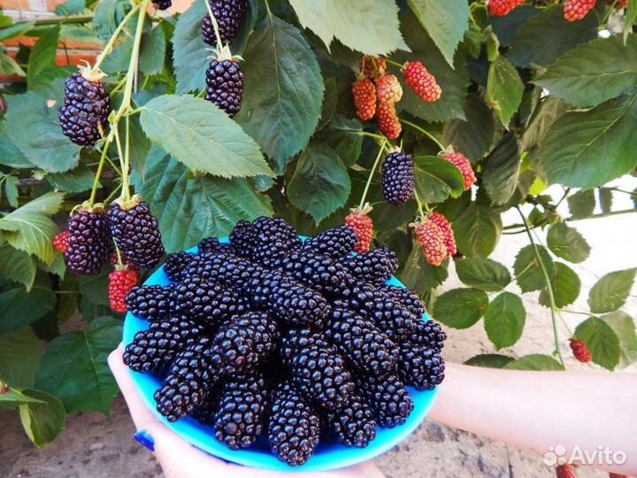 Саженцы ежевики