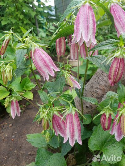 Колокольчик точечный (рассада)