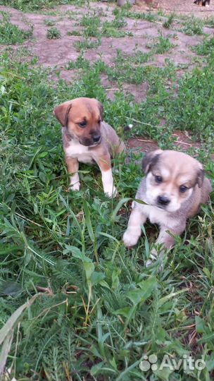 Щенки