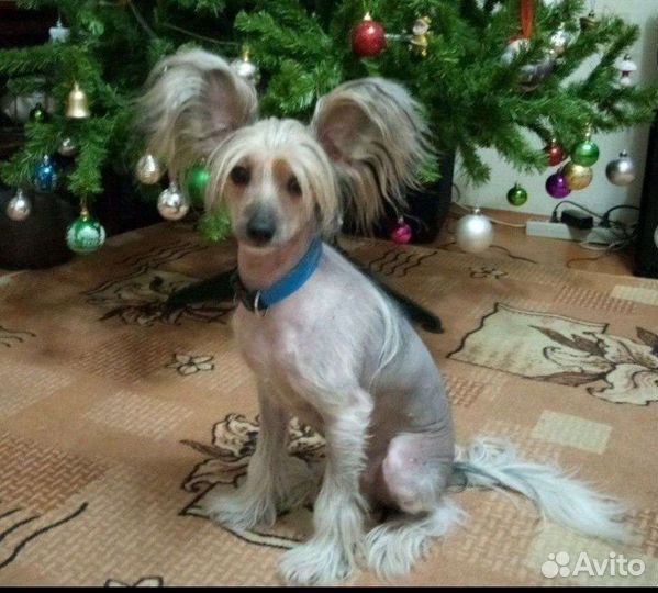 Вязка мальчик