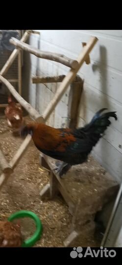 Петухи 6 месяцев