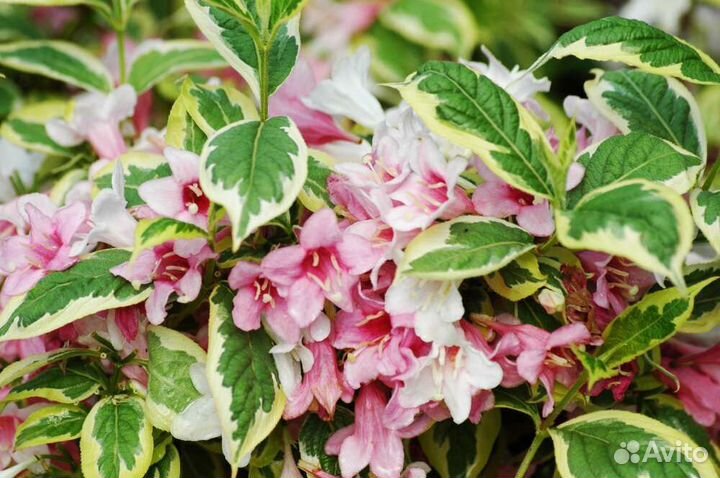 Вейгела Нана варигата