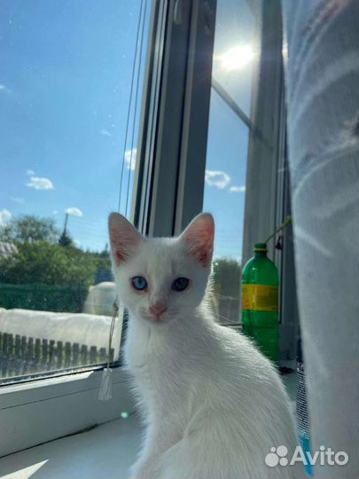 Красавчики котятки