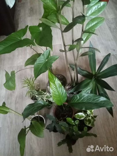 Комнатные цветы