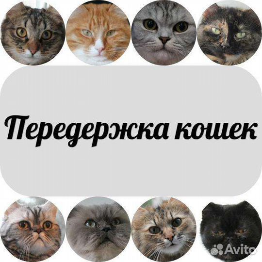 Передержка кошек