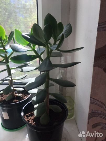 Крассула толстянка Денежное дерево