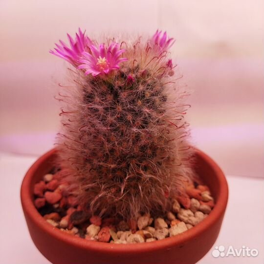 Mammillaria bocasana