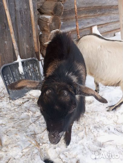 Козы и козел