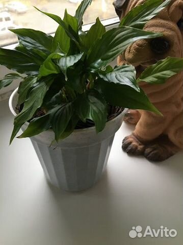 Молодое растение Спатифиллум