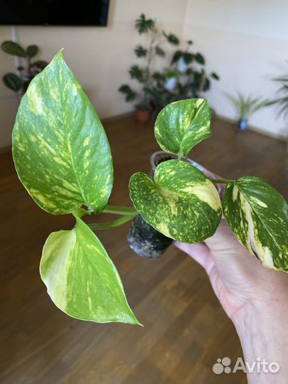 Комнатные растения