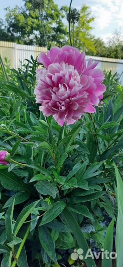 Вербейник, хоста,флоксы, ирисы