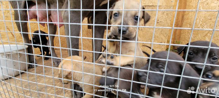 Прайтер Пит Буль Терьер Щенки