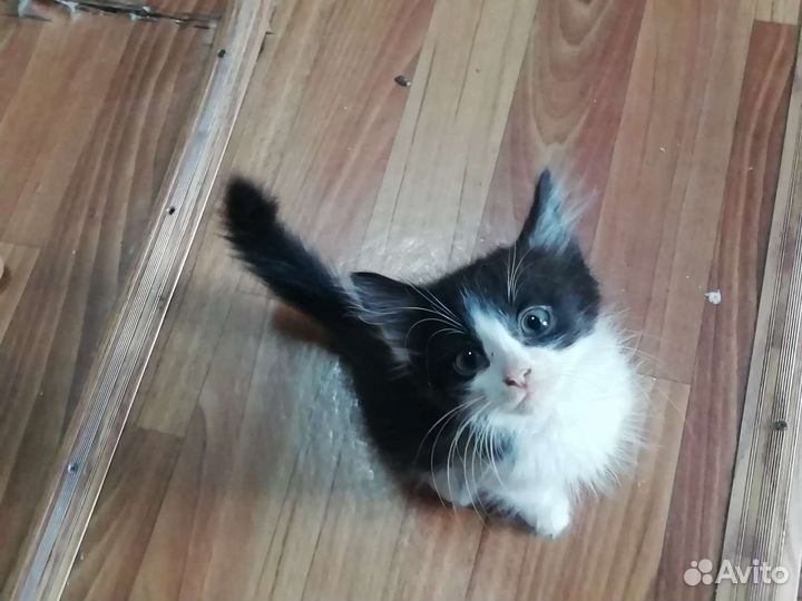 Кошка в дар бесплатно