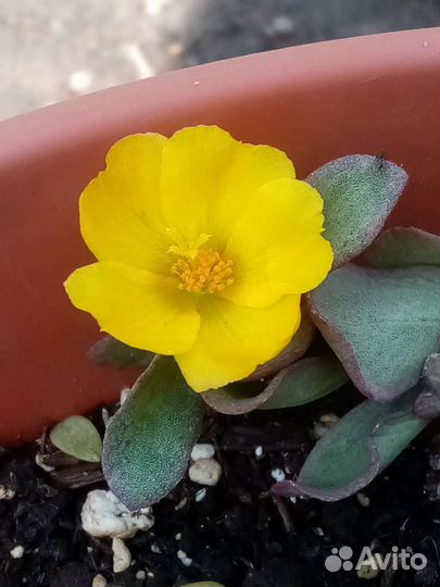 Портулак вегетативный ампельный 8 расцветок