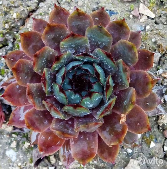 Каменные розы. Молодило